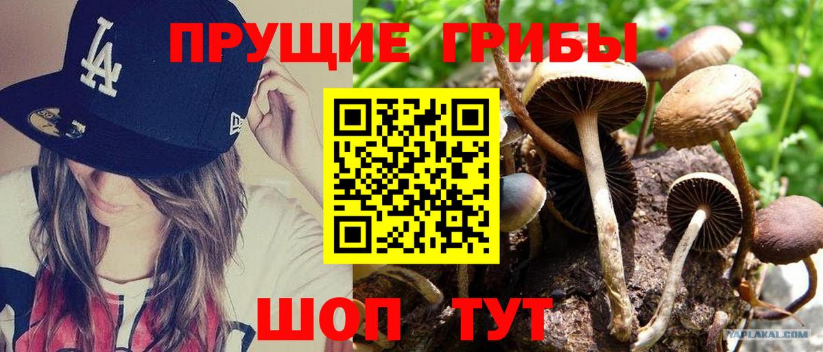 хочу   Галлюциногенные грибы Psilocybine cubensis  Галлюциногенные грибы MAGIC MUSHROOMS  Вход с VPN  Славянск-на-Кубани 